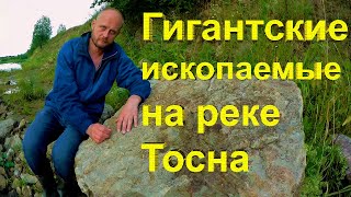 картинка: Окаменелости вымерших головоногих моллюсков на реке Тосна