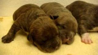 Aztec X Lexus 1Week.wmv