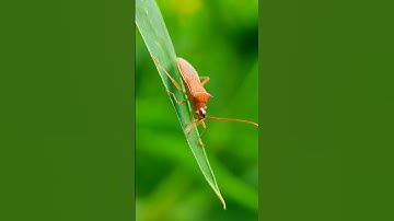 Macro Photography with Adcom 20x Macro Lens😍 #nature #macrophotography #mobilephotography #macrolens