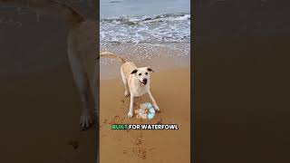 Top 5 Hunting Dogs for Beginners