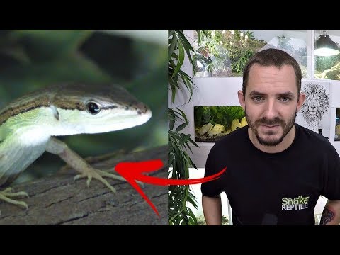 idée cadeau homme J'ai trouvé des oeufs de lezard ! Toujours plus petit qu'un tic tac