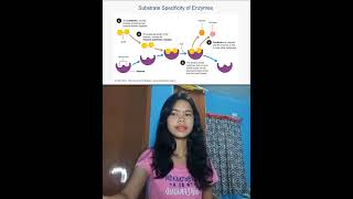 How Factors such as pH, Temperature, and Substrate Affect Enzyme Activity