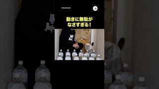 動きに無駄がなさすぎる！｜PECO