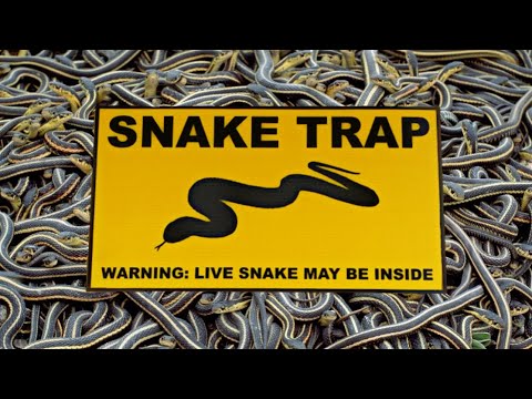 Cergrey Crochet de capture de capture de reptile de serpent