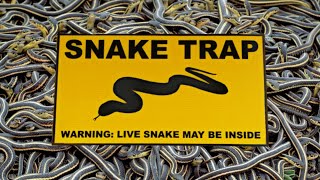 Famous DIY **SNAKE-TRAP** !!! (100% Success Method) Wealth