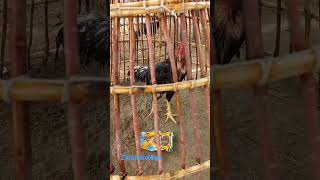 Aseel Murga Aseel Murga