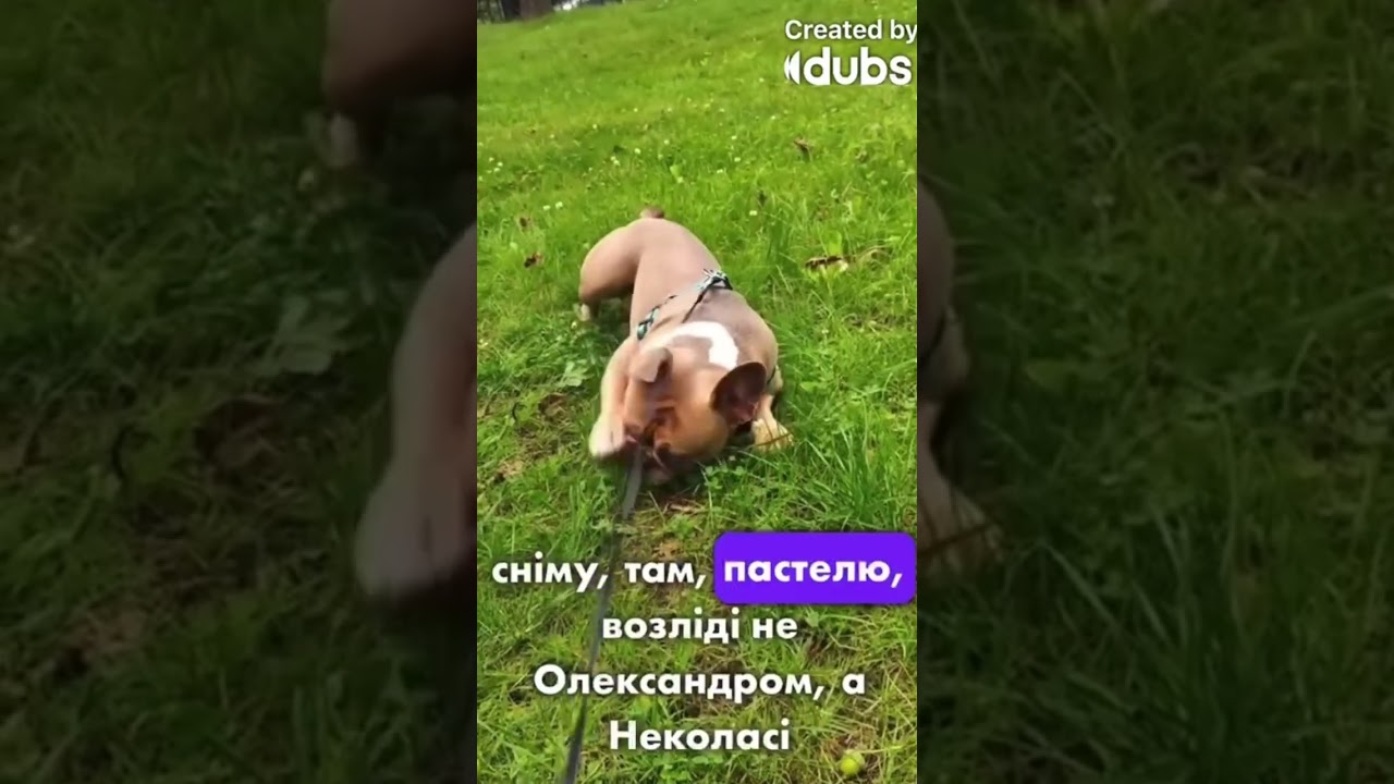 #bulldogfrances #frenchbulldog #tandemmtb #frenchie #puppy #frenchbulldoglife #pets #poki #bulldog