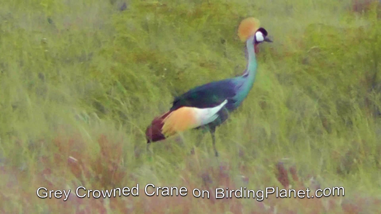 Crowned Cranes on Birding Planet HD