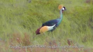 Crowned Cranes on Birding Planet HD
See all the videos, resources and reviews at https://birdingplanet.com/ (Get free ebooks when you subscribe)
Join our Facebook group at https://www.facebook.com/groups/birdingplanet/ (Get free ebooks when you join)
Low cost birding books at https://birdingplanet.com/store/
Videos and animations created for you at https://redkingfilms.com/
Crowned Cranes on Birding Planet filmed by Rory Wilson. Crowned Cranes on Birding Planet HD