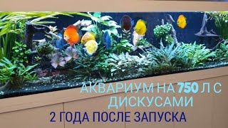 Аквариум на 750 л. с дискусами спустя 2 года с момента запуска.