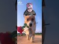 Falawar love dog cute baby coffin shorts viral cutebaby