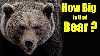 How Big Is That Bear? How To Judge The Size Of A Bear