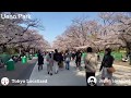 Ueno Park Cheery Blossom Tunnel 2020 Spring