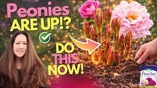 When Peonies Come Up Do This Now For Mive Blooms