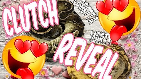 Amazing!!Beautiful Ball Python Clutch Reveal!! #ballpython #babysnake