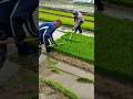 Rice Seedling Harvesting Boosts Faster Paddy Planting #RiceFarming #RiceSeedlings #Agriculture