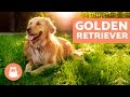 GOLDEN RETRIEVER - Características, adiestramiento y cuidados の動画、YouTube動画。