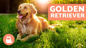 Como cuidar do filhote de golden?