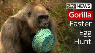 Gorilla Easter Egg Hunt