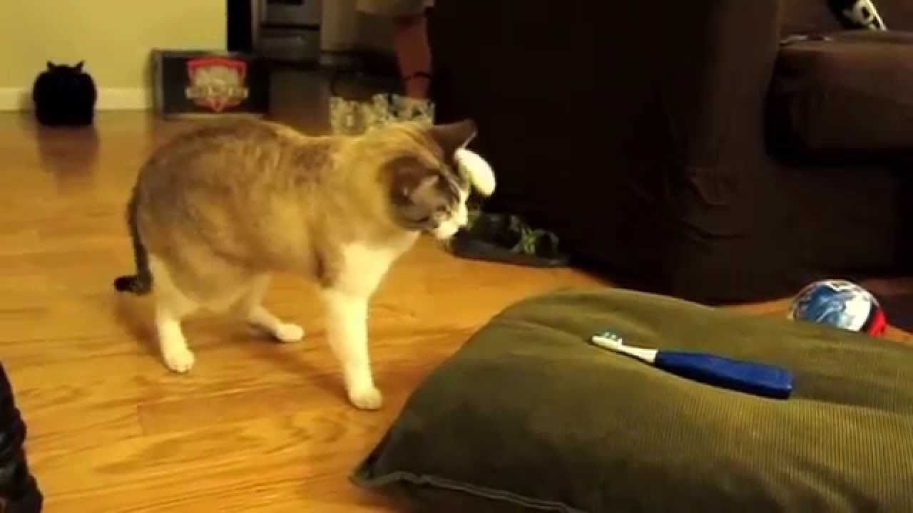 Hector and the Killer Toothbrush