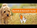 Norfolk & Norwich Terrier [2019] Rasse, Aussehen & Charakter の動画、YouTube動画。