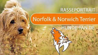 ► Norfolk & Norwich Terrier [2019] Rasse, Aussehen & Charakter