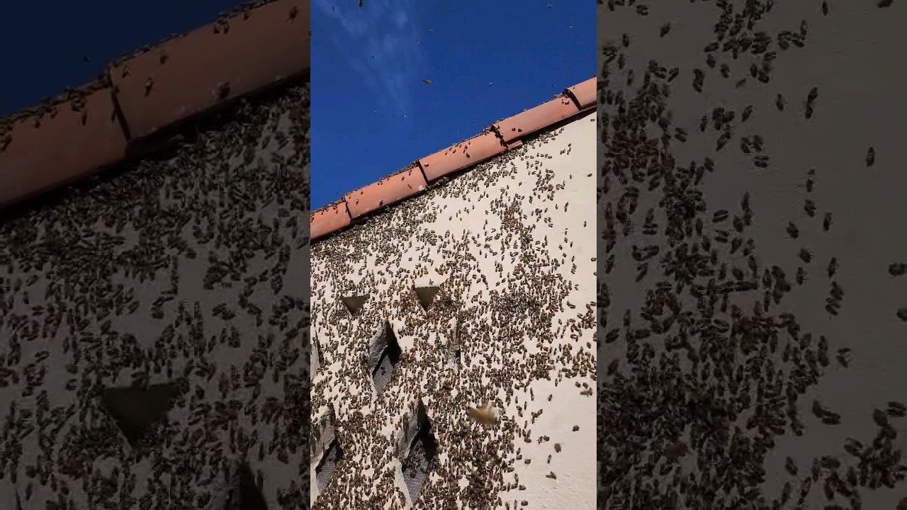 Thousands of Bees Everywhere 