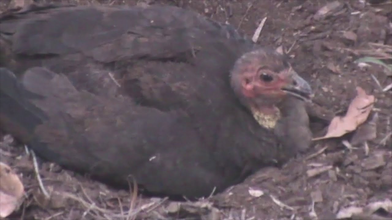 Bush Turkey bird sneezing resting and eating YouTube