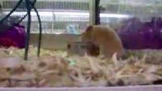 Petsmart screenshot 4