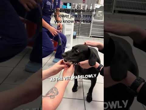 كان لهذا الكلب عظمة عالقة في فكه السفلي