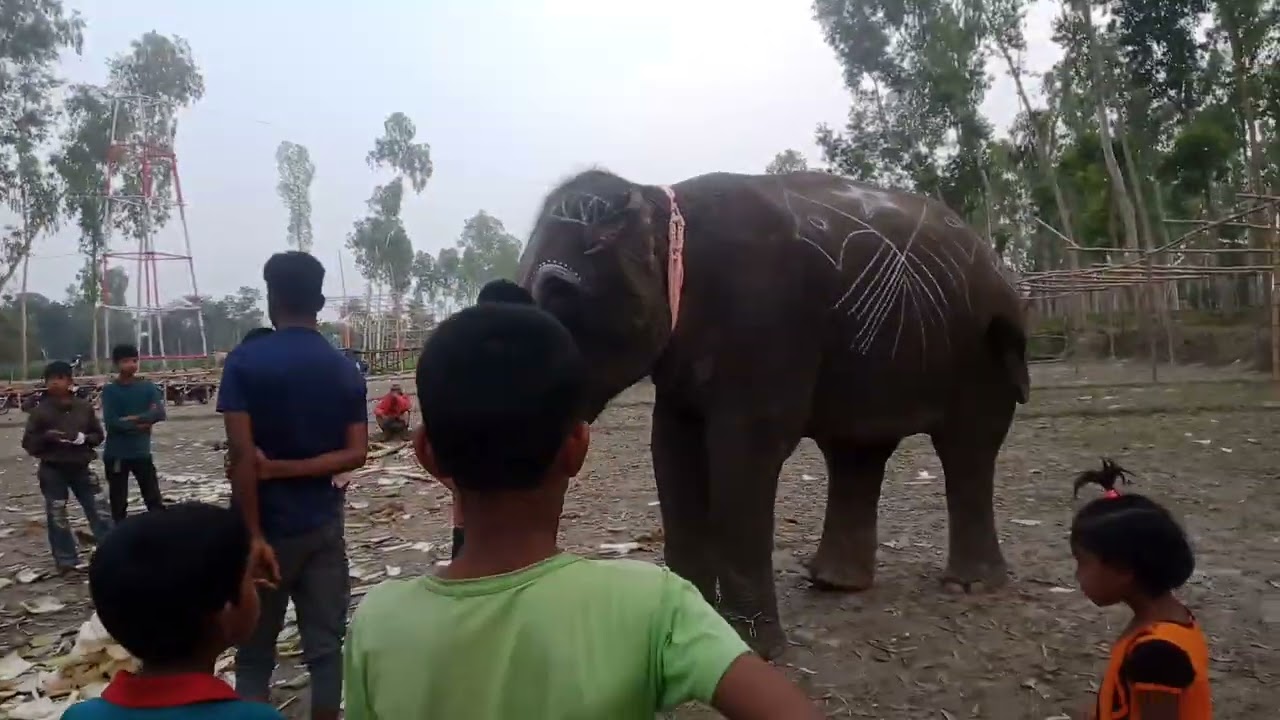 Elephant/and people/ area,