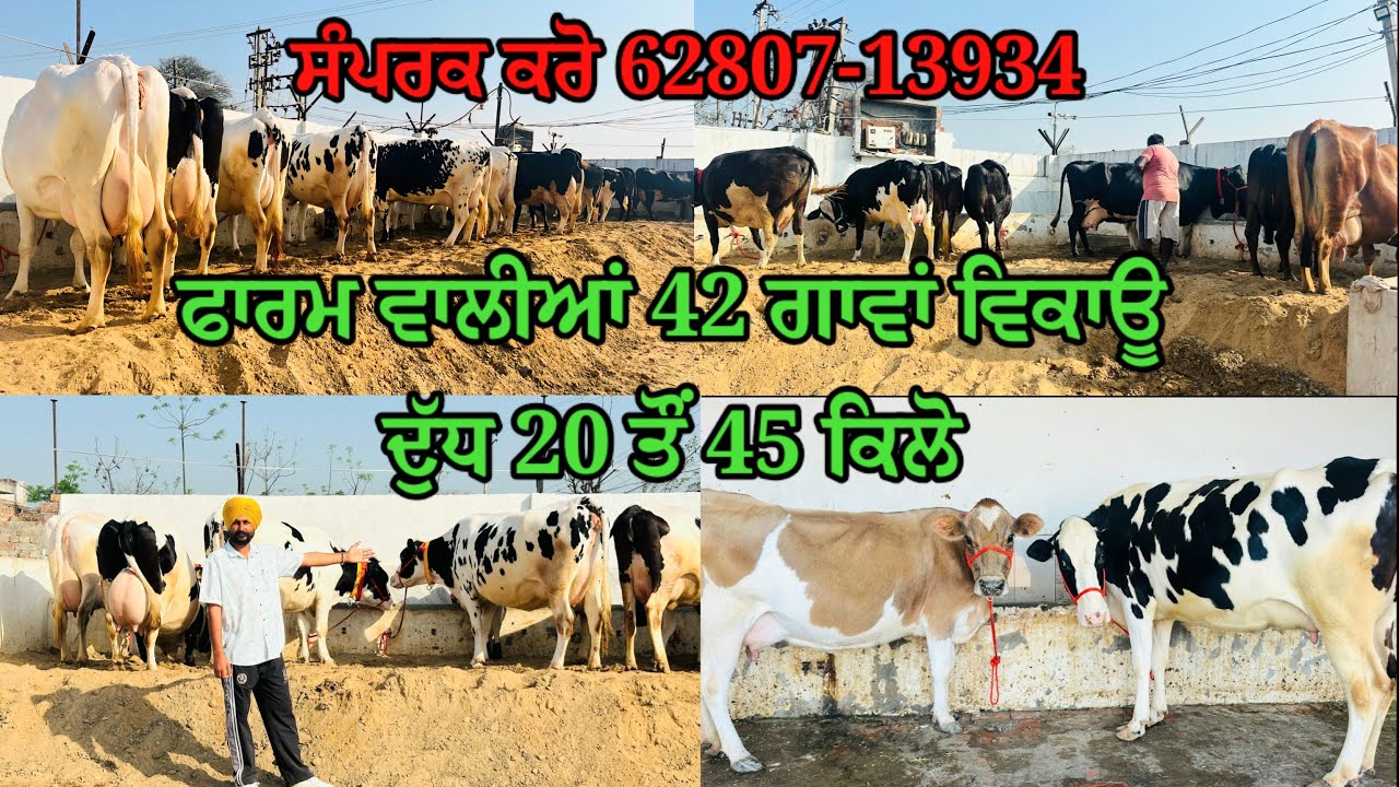 TOP BREEDS HF AND JARSEY 42 COWS FOR SALE IN CHHINIWAL KALAN DAIRY FARM #cowforsaleonpunjab 