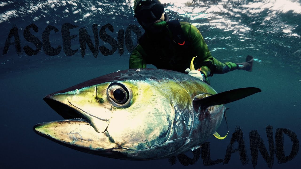 Spearfishing BIG TUNA in Ascension Island YouTube