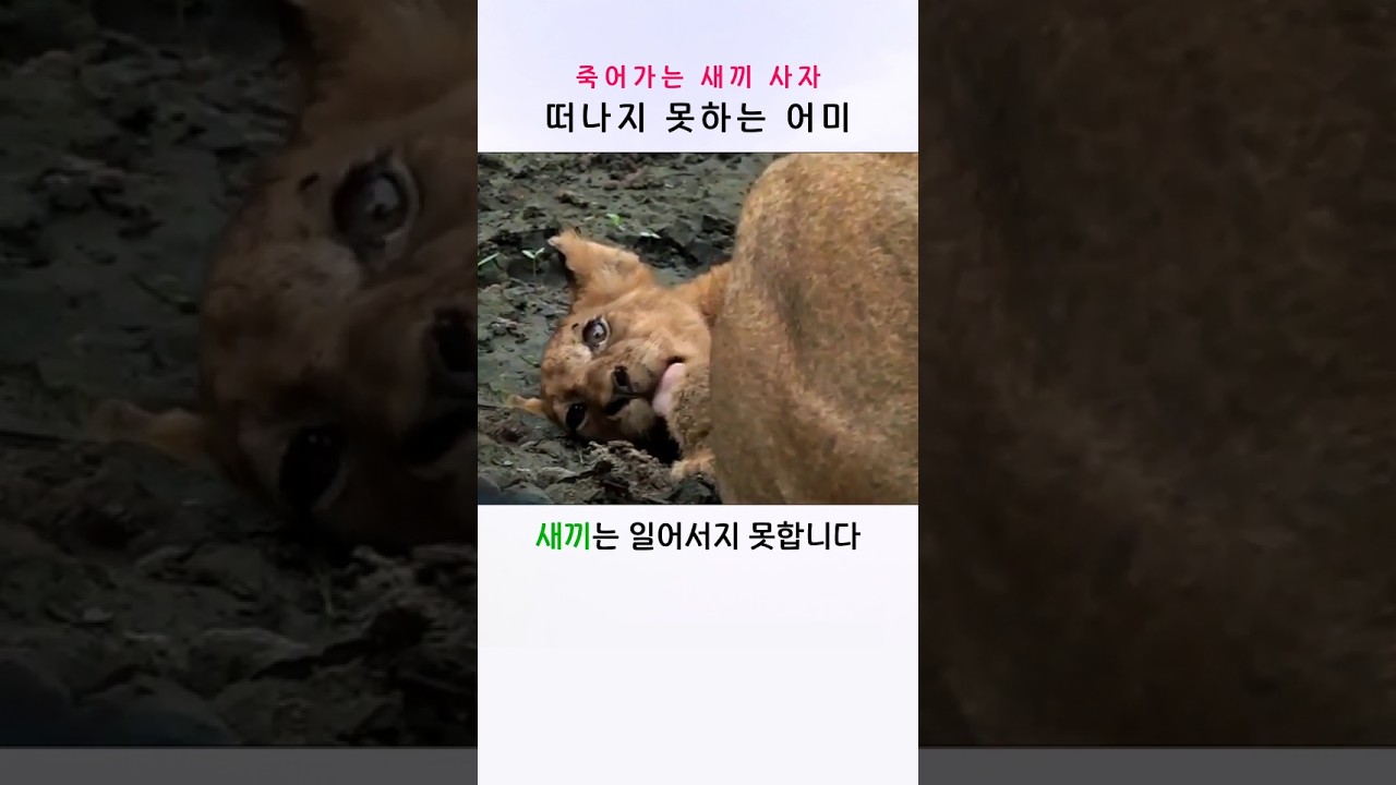 죽어가는 새끼 사자 곁을 떠나지 못한 어미