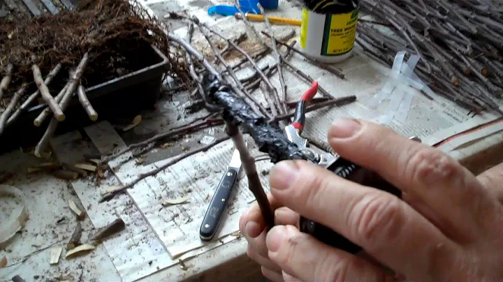 Grafting Apples with Whip & Tongue Grafts