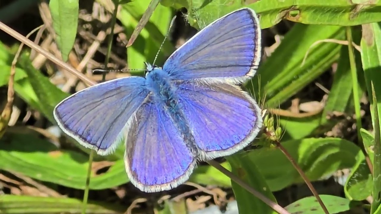 2025-10-03 LJUBLJANA Prule LEPIDOPTERA Metuljček MODRIN (z ljubeznijo)