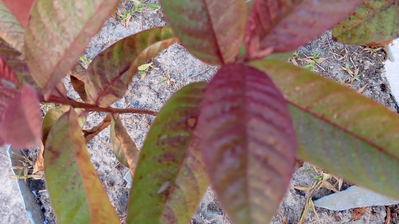 আসেন কুশল বিনিময় করি।