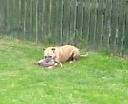 american pitbull terrier rhodesian ridgeback mix staffordshire bull cross rhodesian ridgeback youtube american pitbull terrier rhodesian ridgeback mix staffordshire bull cross rhodesian ridgeback youtube