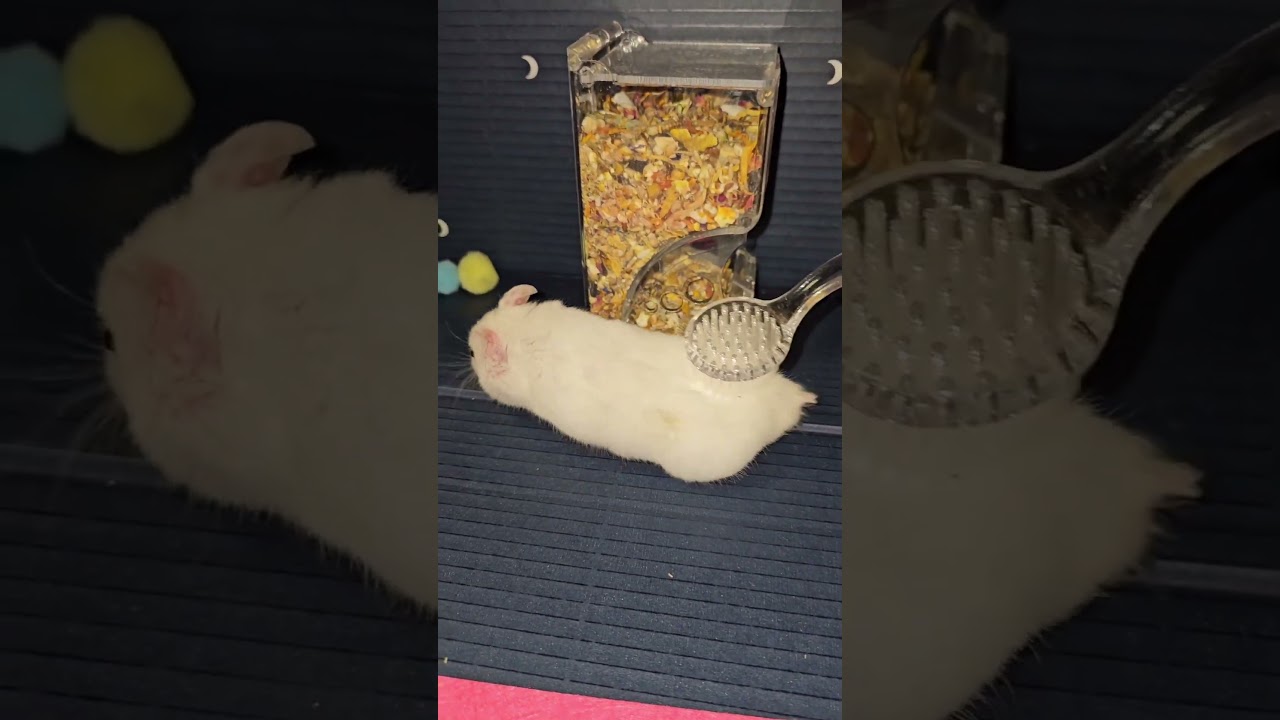 Hamster Enjoying a Relaxing Massage – Cutest Pet Spa Time Ever! 🐹💆‍♂️