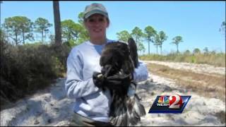 Bald eaglets rescued after fall from tree