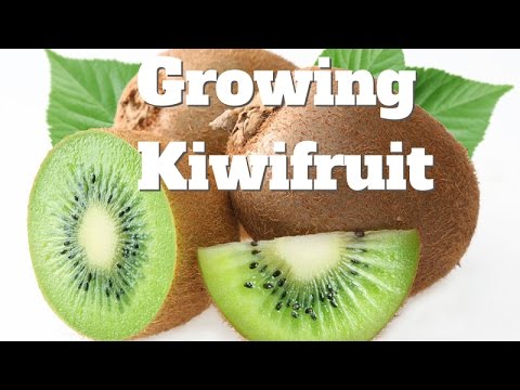 Growing Kiwifruit Vines in Australia 