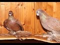 Маленькая голубятня с Шикарными Голубями 2 /Petite Dovecote and Beautiful Pigeons(А. Моор ,Gifhorn )