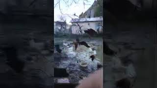 Meryem Sultanın Köy Bahçesi Kı Canlı Yayında