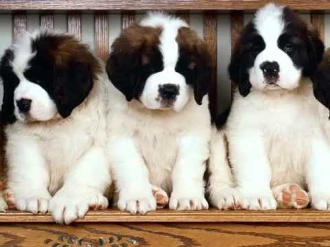 Saint Bernard Dogs Dog Breed Saint Bernard Set Of Cute Pictures Inspiration Sad Malayalam Puppies Saint Bernard Dogs Dog Breed Saint Bernard Set Of Cute Pictures Inspiration Sad Malayalam Puppies