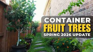 Spring 2026 Container Fruit Tree Tour | Houston Zone 9b | What's Fruiting?