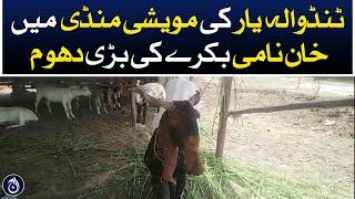 Khan goat become center of attraction in the cattle market of Tando Allahyar district - Aaj News