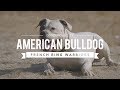 AMERICAN BULLDOGS NATURAL PROTECTORS