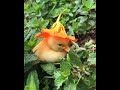 wow!cutest duck. melt my heart!#pets pets #cat #funnyshorts #dog #funnyanimals #cute