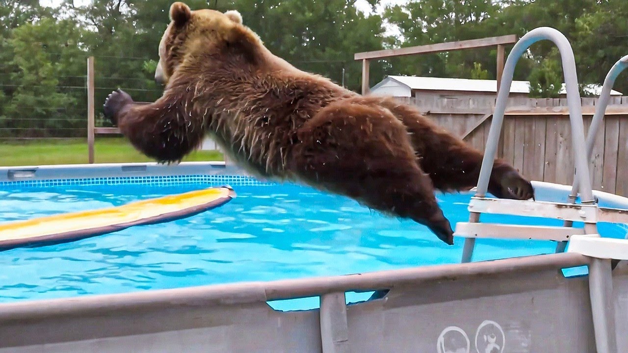 Bears Being Silly Make You Laugh Hard 😁 Funniest ANIMAL Videos