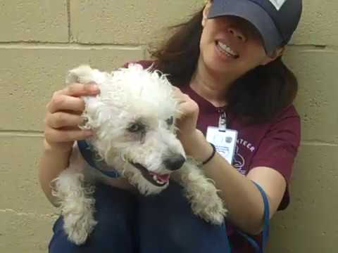 poodle toy A5163375 Monte | Miniature Poodle